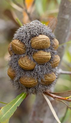 a bunch of nuts sitting on top of a tree branch