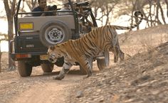 a tiger walking across a dirt road next to a jeep with people in the back