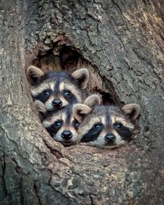 Raccoon Funny, Cute Wild Animals, Cute Animal Photos, Cute Animal Pictures, Cute Creatures, Sweet Animals, Animal Planet, Animal Photo, Wild Animals