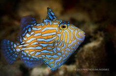 a blue and yellow fish with orange stripes