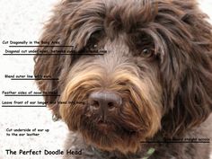 a close up of a dog's face with labels on its collar and the words, the perfect doodle head