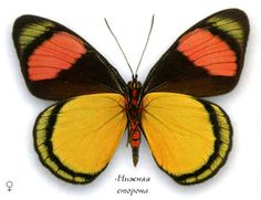 an orange and yellow butterfly with black wings