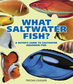 what saltwater fish? a buyer's guide to saltwater aquarium fish