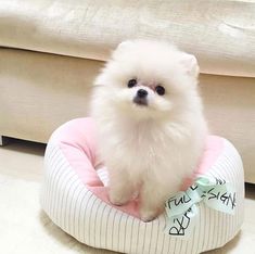 a small white dog sitting on top of a pink and white pet bed next to a couch