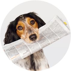 a dog holding a newspaper in its mouth