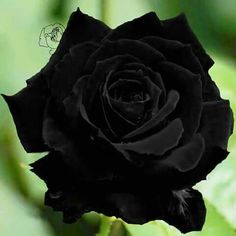 a black rose with green leaves in the background