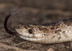 a close up of a snake on the ground with a hook in it's mouth