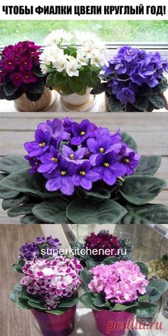 purple and white flowers are in pots on a table with text overlaying them