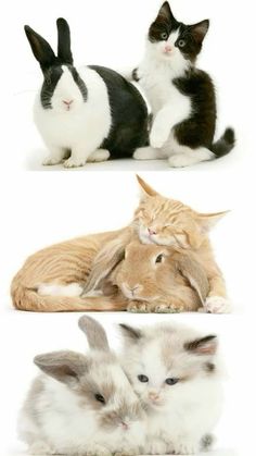 four different pictures of cats and rabbits