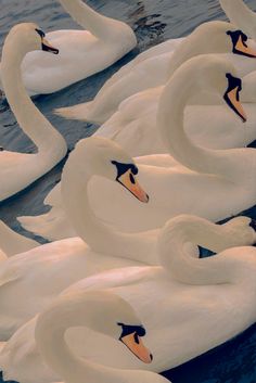 many white swans are swimming in the water and one has its head turned to the side