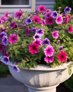 purple and pink petunias in a white planter