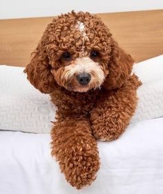 a brown poodle sitting on top of a bed