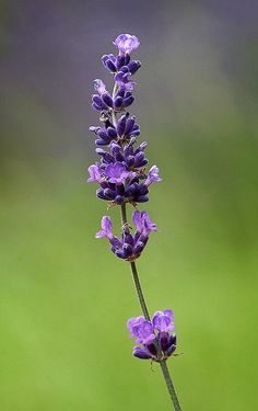 a single purple flower is in the foreground