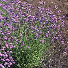 some purple flowers are growing in the dirt