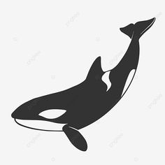 an orca whale swimming in the ocean silhouetted against a white background, black and white