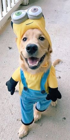 a dog dressed up like a minion