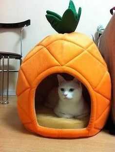 a cat is sitting in a pineapple shaped bed