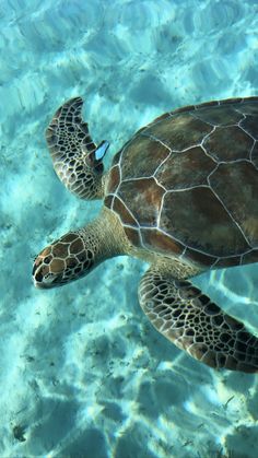 a sea turtle swimming in clear blue water