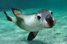 a sea lion swimming in the ocean