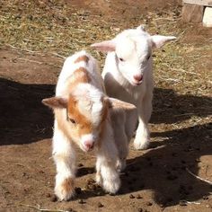 two baby goats are walking in the dirt