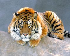 a large tiger laying on top of a rock