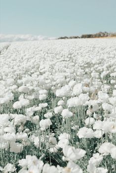 a field full of white flowers under a blue sky