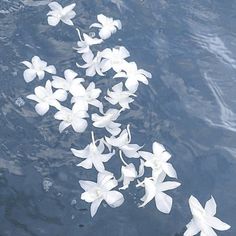 some white flowers floating in the water