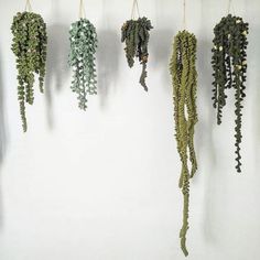 several plants hanging from hooks on a wall