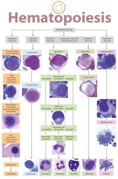 a diagram showing the different types of hematopoies