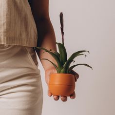 a person holding a small potted plant in their left hand and the other hand