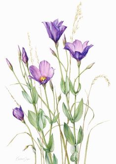 watercolor painting of purple flowers with green leaves and stems in front of a white background