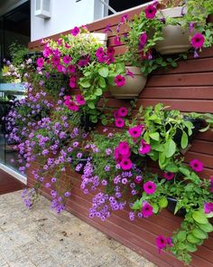 purple and pink flowers are growing on the side of a building, along with other plants