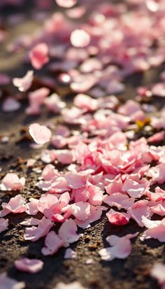 #Scattered Pink #Petals: Delicate pink cherry blossom petals scatter across rough ground, creating a natural pattern in soft morning light #spring #nature #aiart #aiphoto #stockcake ⬇️ #Download and 📝 #Prompt 👉 https://stockcake.com/i/scattered-pink-petals_1647702_1197863