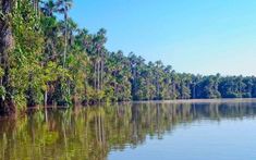 a body of water surrounded by lots of trees and palm trees in the middle of it