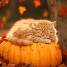 an orange cat sleeping on top of a pumpkin in the fall leaves with it's eyes closed