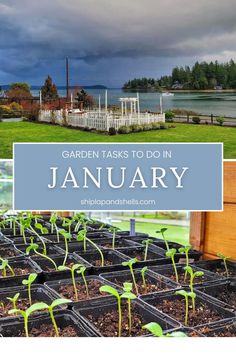 garden tasks to do in january