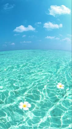 two white flowers floating in the ocean on clear blue water under a partly cloudy sky