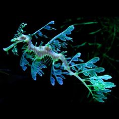 a sea horse is swimming in the dark water with algae on it's back