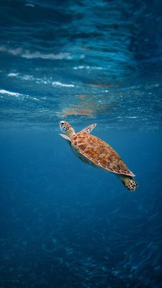 a turtle swimming in the ocean with blue water