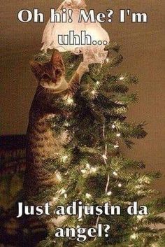 a cat sitting on top of a christmas tree