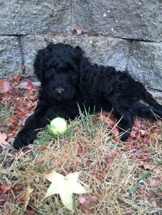 a small black dog laying on top of dry grass next to a wall with a tennis ball in it's mouth