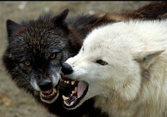 two white and black wolfs with their mouths open