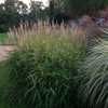 a blurry photo of a path in the park with grass and flowers on either side