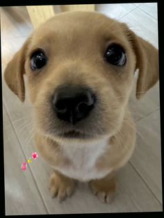 a small brown dog sitting on top of a white tile floor