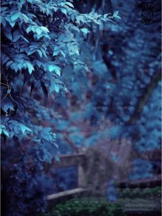 a bench sitting in the middle of a forest at night with blue light coming from behind it