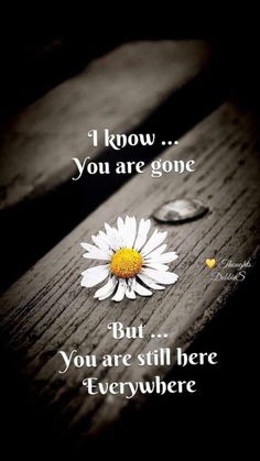 a daisy sitting on top of a wooden table with the words, i know you are gone