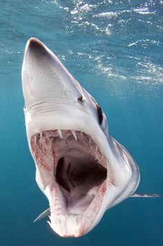 a shark with its mouth open in the water