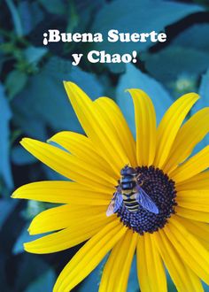 Spanish Good Bye Good Luck Buena Suerte y Chao with Bee card Bee Cards, Good Luck, Bee