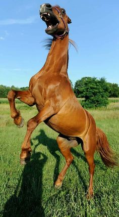 a brown horse standing on it's hind legs with its mouth open in the grass