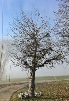 a tree with no leaves on it next to a dirt road